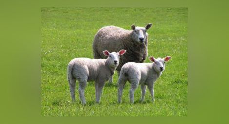 Фонд "Земеделие" отпусна 4,4 млн. лева за отглеждане на овце
