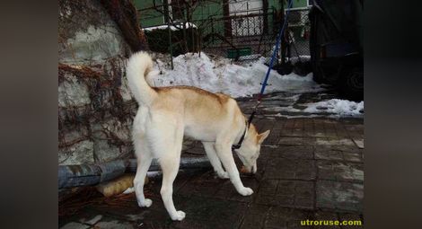 Издирват собствениците на открито в центъра на Русе куче с чип и медальон