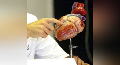 Учени с феноменално откритие на сърце, което се лекува само