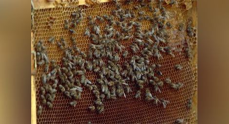 Фонд „Земеделие” организира информационни дни за пчеларите