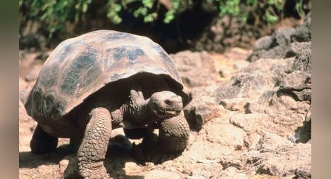 Гигантските костенурки се завърнаха на Галапагоските острови