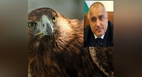 Кръщават царски орел на Бойко Борисов