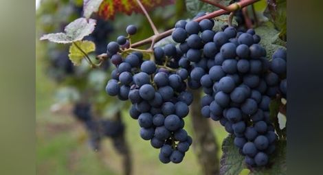 От 17 ноември лозаро-винарите могат да кандидатстват за подпомагане