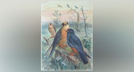 Галерията показва смятани за изгубени акварели с птици