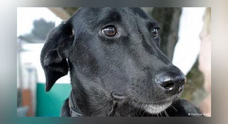 Българско куче стана герой в Германия, спаси стопанката си от пожар