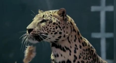 Крамоли в квартала на богатите: Jaguar се подигра с реклама на Mercedes /видео/