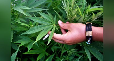 11 месеца условно за открити над 600 грама марихуана в Копривец