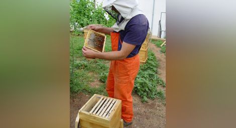 На 17 ноември започва приемът  по пчеларската програма