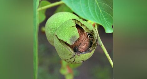 Семинар учи овощари на тънкости в  отглеждането на черупчести плодове