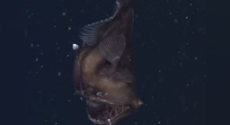 Учени заснеха неуловимия морски дявол 