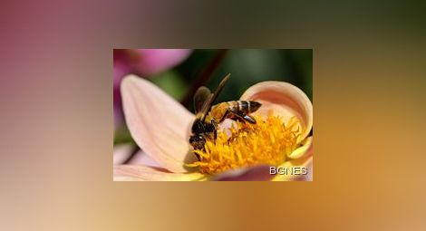 Изчезването на пчелите - заради намаляване на биоразнообразието