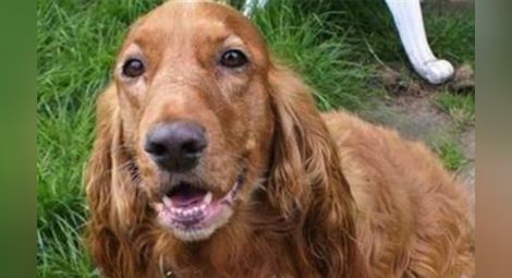 Софиянка към ветеринари: Заминавам за Абу Даби, убийте кучето ми