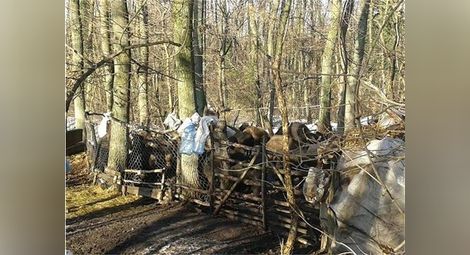 Полудиви свине превзеха ловен район във Варненско, нападат ловците и кучета им /галерия/
