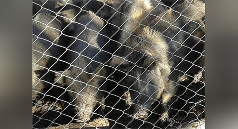 Полудиви свине превзеха ловен район във Варненско, нападат ловците и кучета им /галерия/