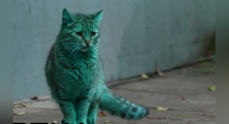 Мистериозната смарагдово зелена котка от Варна /видео/