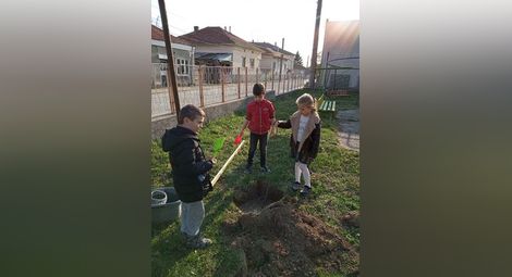 Малчугани засадиха 20 фиданки в двора на детската си градина