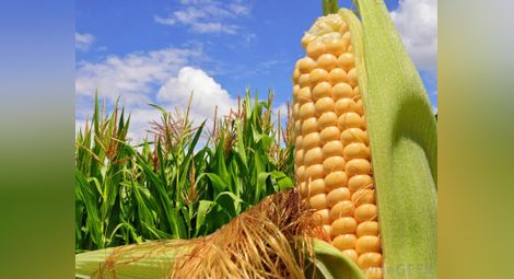 Очаква се рекорден  износ на царевица