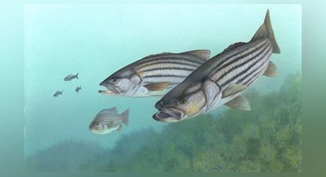 Десетки видове риба изчезнали от Черно море