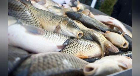 Българо-шведска фирма ще преработва риба в ново предприятие
