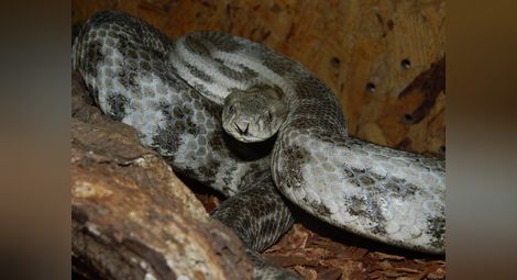 Екзотични змии се настаняват  в терариума в музея