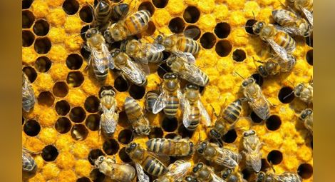 Професор от Аграрния университет разяснява защо умират пчелите