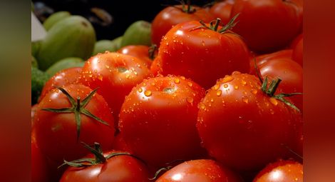 Едва 14% от доматите на пазара са български