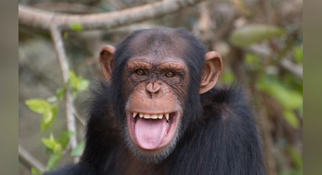 Професор разкри как се казва "Здравей" на езика на шимпанзетата /видео/