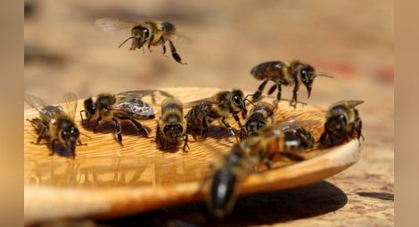 Учени: Европа спешно се нуждае от 7 млрд. пчели