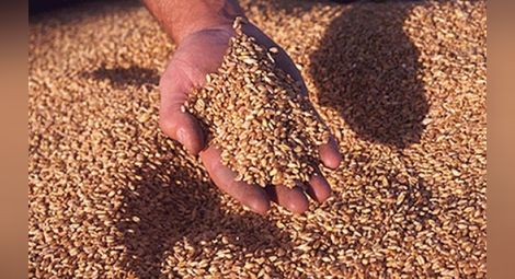 Търговци предричат тежка година за българското зърно