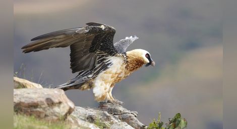 Единствените брадати лешояди у нас вече са двойка