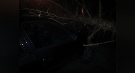 Ураганен вятър предизвика щети в Северна България, дървета падат и в София