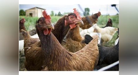 Домашни кокошки с птичи грип в Бургаско