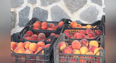 Одобриха държавна помощ за мобилни  инсталации за плодове и зеленчуци