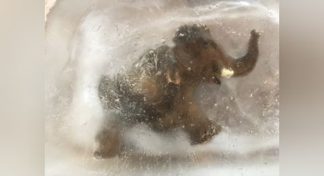 Замразен мамут дойде в Екомузея на 1 април