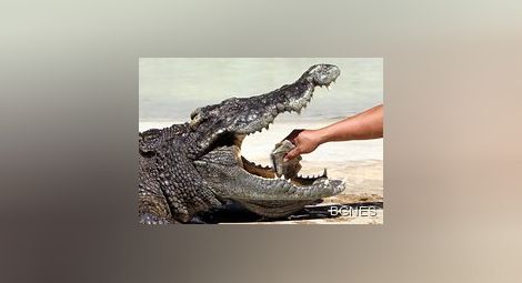 Крокодил умря от преяждане