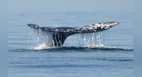 Намериха останки от праисторически кит край Варна
