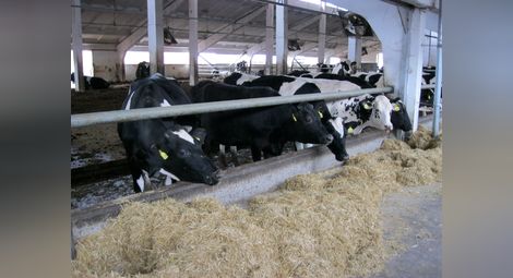 438 млечни ферми в Русенско получиха още 2 години живот