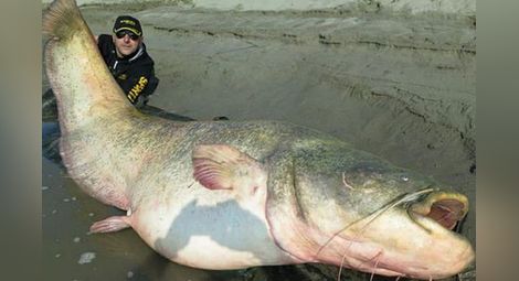 Италиански рибари хванаха сом-гигант