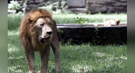 Тревога: Едва 250 възрастни лъва са останали в Западна Африка