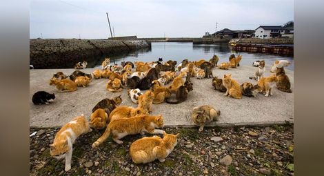 Котки превзеха японски остров