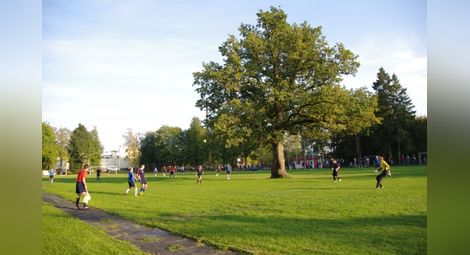 Естонски дъб, растящ в средата на футболно игрище, спечели титлата „Европейско дърво на годината 2015“