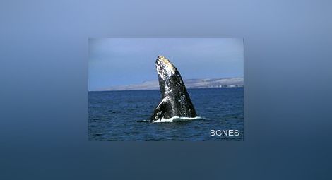 Сив кит се удари в туристическа лодка в Мексико