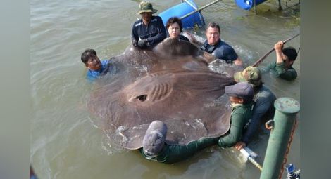 Огромен скат с тегло 360 кг уловиха рибари в Меконг