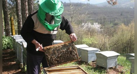 Специалисти разясняват кредитирането на пчелари и превенцията на празния кошер