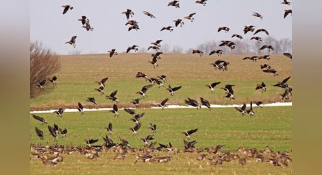 Еколози броят в събота птиците по Дунав 