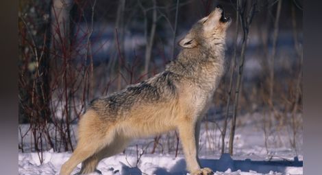 Тайните на вълците