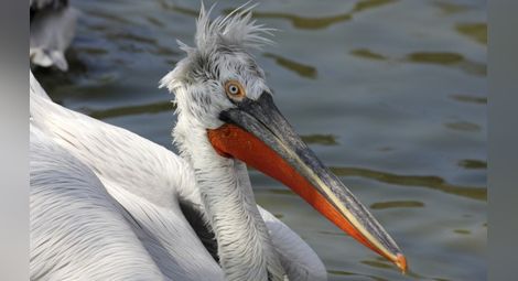 Птичи грип е убил пеликаните в "Сребърна"