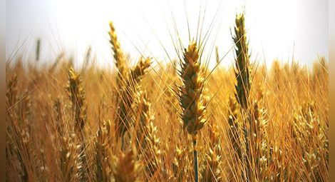 Най-много икономически престъпления в Добричко се извършват при сделки със зърно