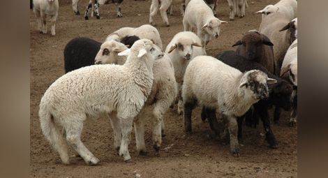 Над 70% от овцете в Русенско са ваксинирани срещу син език