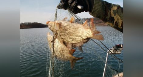 Прелели рибарници  пълнят Дунав с риба